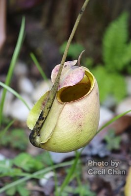 062 Pitcher Plant.jpg
