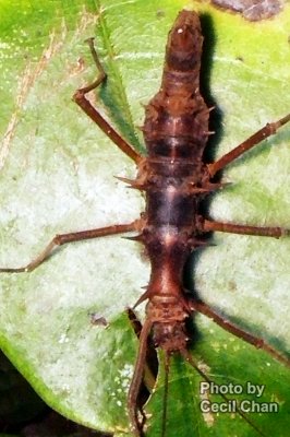 067 Macro Stick Insect.jpg