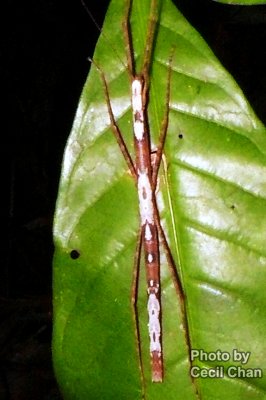 068 Macro Stick Insect.jpg