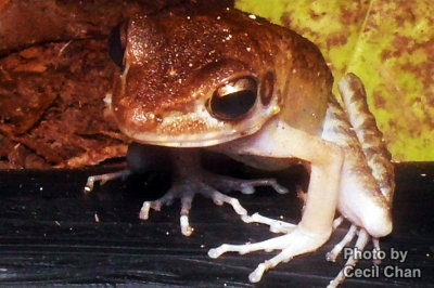 069 Macro Frog.jpg
