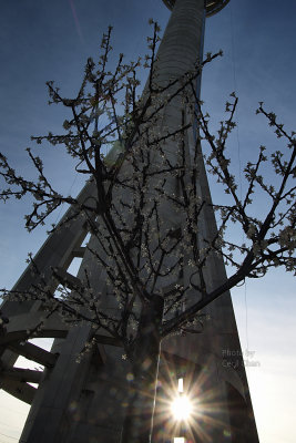 142 Macau Tower.jpg