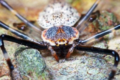 orb spider.jpg