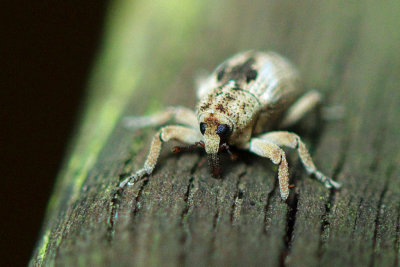 Insect Weevil.jpg