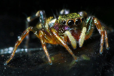 Colorful Jumping Spider2.jpg