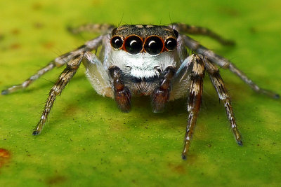 Jumping Spider.jpg