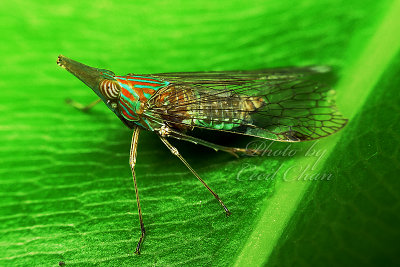 PRP90928007 Leaf Insect.jpg