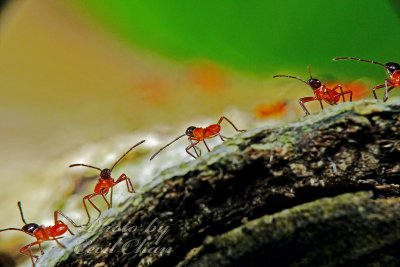 PRP90928008 Baby Stink Bugs.jpg