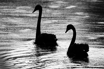 Sbg100608001 Black Swans Eco Lake sml.jpg