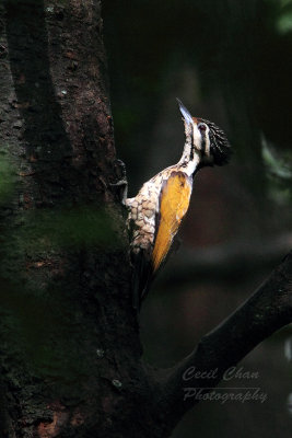 Woodpecker2 sml.jpg