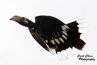 Oriental Pied Hornbill Changi Point sml.jpg