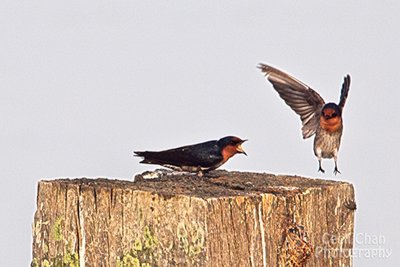 Pacific Swallows.jpg