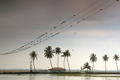 K083 Kumarakom Houseboat Scenery Birds.jpg