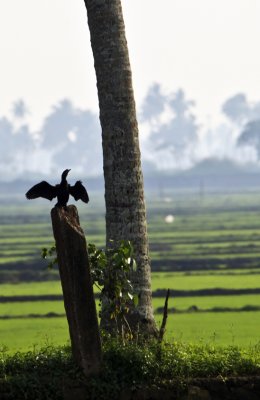 K084 Kumarakom Houseboat Scenery Birds.jpg