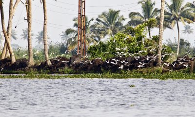 K085 Kumarakom Houseboat Scenery Birds.jpg