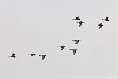 K086 Kumarakom Houseboat Birds.jpg