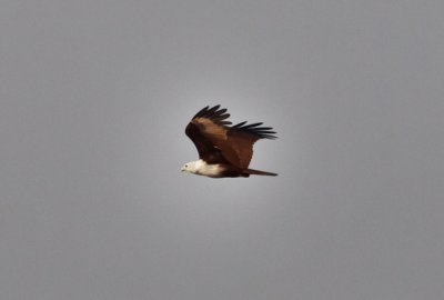 K087 Kumarakom Houseboat Birds.jpg