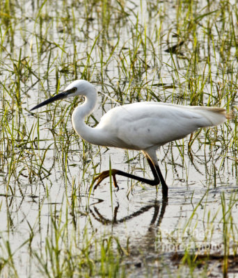 K088 Kumarakom Houseboat Birds.jpg