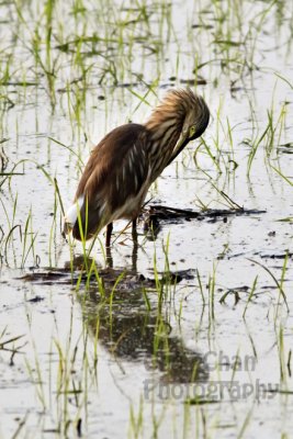 K089 Kumarakom Houseboat Birds.jpg