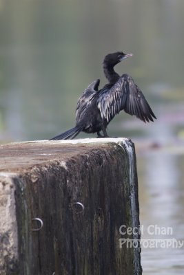 K095 Kumarakom Houseboat Bird.jpg