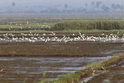 K097 Kumarakom Houseboat Birds.jpg