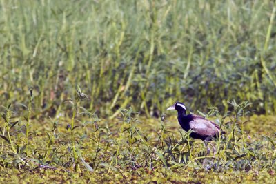 K098 Kumarakom Houseboat Birds.jpg