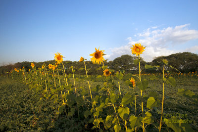 My12002 Sunflowers.jpg