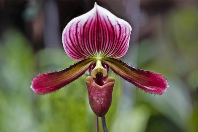 SBGOG012sml Paphiopedilum.jpg