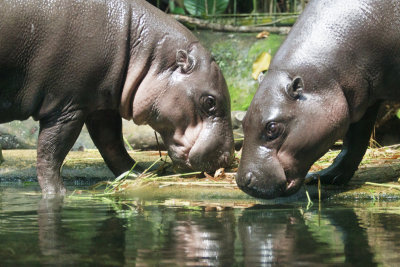Pygmy Hippos.jpg