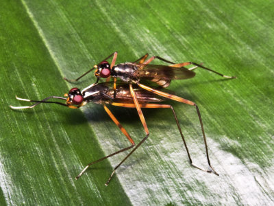 Micropezid Flies Mating.jpg