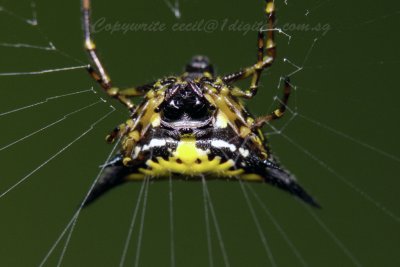 PRP80129008 Orb Spider.jpg