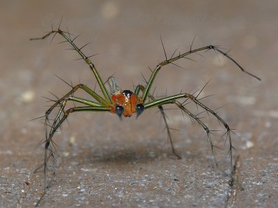 PRP80129014 Lynx Spider.jpg