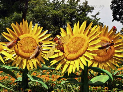 SentosaFlrFest019 Sunflowers.jpg
