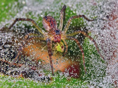 UP80211 Spider feeding in morning dew.jpg