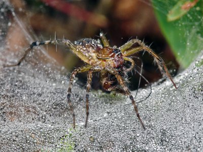 UP80211 Spider feeding in morning dew2.jpg