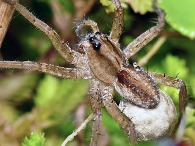 UP80211 Spider with SAC.jpg