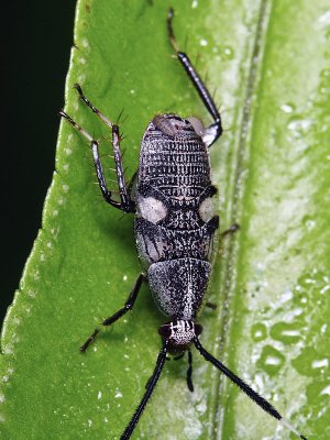 UP80211 Insect.jpg
