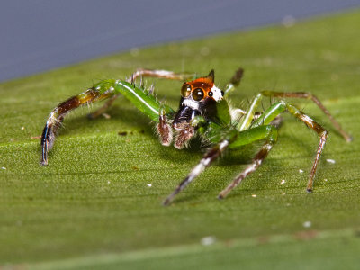 Jumping Spider with Punk Hair.jpg