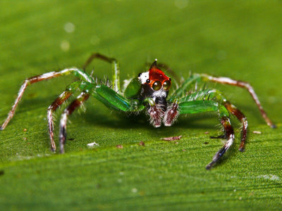 Jumping Spider with Punk Hair2.jpg
