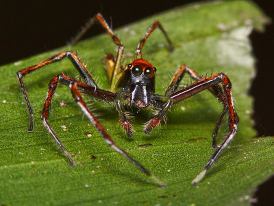 Wide Jaw Viciria Spider.jpg