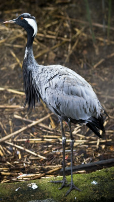 BP02 Blue Crane from South Africa.jpg