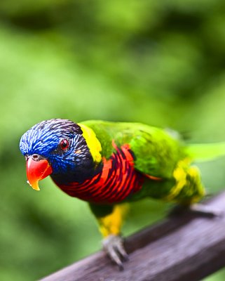 BP06 Parrot.jpg