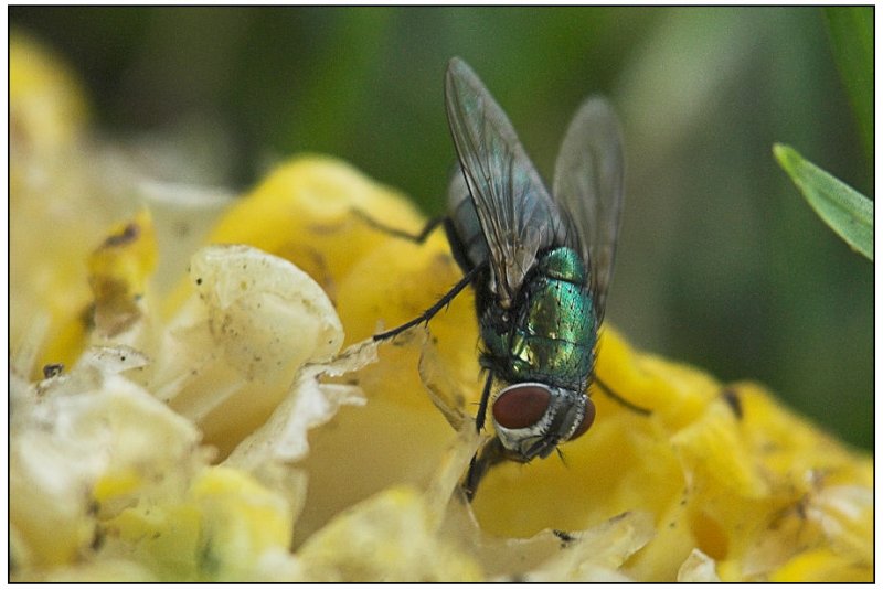 A hungry fly finishing off a cob of sweet corn.