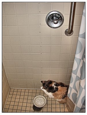 Mz. Fancy Katt taking a shower.