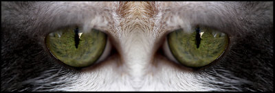 Macro of the left eye mirrored to the right.  catchlight cloned.