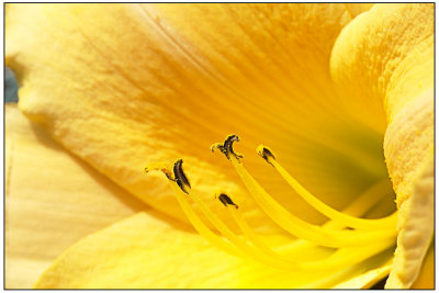 w-20090713-Flowers_8.jpg