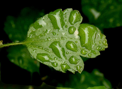 Flower 01a 08-21-07 marion.jpg