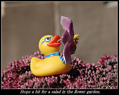 Rubber Duckie 06 09-26-07 marion.jpg
