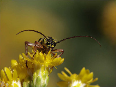 Bug 03 09-15-07 marion.jpg