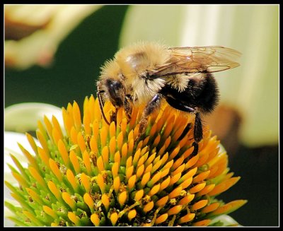 Bumble Bee 07-20-07 marion.jpg
