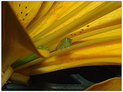 Leaf Hopper in a day lily 01.